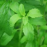 stevia-2